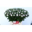 product/img.floraplaza.nl/122126-45-LIVE_fotos-0x78E090D03A3C55E8B390EC9E2872566A50FF2A68.jpg