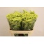 product/img.floraplaza.nl/122132-65-LIVE_fotos-0xFF6DAC809DA7002DF1CD4C15628483B58BE1DD26.jpg
