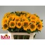 product/img.floraplaza.nl/122147-80-LIVE_fotos-0xAE7347DB244A8DCA74DF57A53CC611952DDAC509.jpg