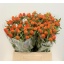 product/img.floraplaza.nl/122160-45-LIVE_fotos-0xB6A26C8B1C4B17DAF56519AF4A2C01CD33FBDB3B.jpg