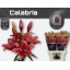 product/img.floraplaza.nl/122167-90-LIVE_fotos-0xA240A688D26FA3AFDEA4D3BBE706BA096FE1791D.jpg