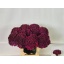 product/img.floraplaza.nl/122179-60-LIVE_fotos-0xBD12FE3F2B14C2B3275B6E7A6A9C458D6C281400.jpg