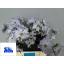 product/img.floraplaza.nl/122184-45-LIVE_fotos-0xEAE45F84C611BC25A71E3C45339A7B2FB9BAA9DB.jpg