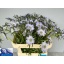 product/img.floraplaza.nl/122184-70-LIVE_fotos-0x18E9BD25774851C310A945D09F2C3CE296DE57DA.jpg