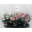 product/img.floraplaza.nl/122186-510-LIVE_fotos-0xBE7F4D8D62033D396D83EFC7D46BD835F15DCE6A.jpg