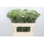 product/img.floraplaza.nl/1222-70-LIVE_fotos-0xF2716B42794373625DD788084C477EBAE6C3D3DE.jpg