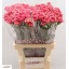 product/img.floraplaza.nl/122220-LIVE_fotos-0xA14D565BA5103939A8AC7130F478BC0C79B070BC.jpg