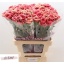 product/img.floraplaza.nl/122220-LIVE_fotos-0xA1D8A0A4907EEBDDCE64C84A1BA0F9E945D9B08F.jpg