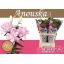 product/img.floraplaza.nl/122221-85-LIVE_fotos-0xE46D22937A3DCE36E81066FEEEAE843AF8A86A0E.jpg