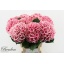 product/img.floraplaza.nl/122312-60-LIVE_fotos-0xAD0147194EB2CD8C31ECA955B39293569437D2FC.jpg