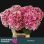 product/img.floraplaza.nl/122312-60-LIVE_fotos-0xC2CD498818292A87DDFDB0B8411B4652CBC561C3.jpg