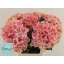product/img.floraplaza.nl/122312-60-LIVE_fotos-0xD13FEC62A3CAEA11A020BA778BCDD066C3142A9F.jpg