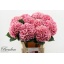 product/img.floraplaza.nl/122312-80-LIVE_fotos-0x2CD646C18EF043E80561CF3C9EB019BD1450789A.jpg