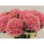 product/img.floraplaza.nl/122312-80-LIVE_fotos-0xB115B9DF142FA8B5A26FE2E23D764CFF357168FC.jpg