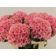 product/img.floraplaza.nl/122312-80-LIVE_fotos-0xBF43E4855C34C9604D5E4C1EC67D202678AAEC63.jpg