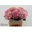 product/img.floraplaza.nl/122312-80-LIVE_fotos-0xF3CDED1A520C4C76D185CABACA254A70DA12EBC3.jpg