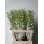 product/img.floraplaza.nl/122332-80-LIVE_fotos-0xA74F86A8D77785457E87598375D57BDC6A29BDFD.jpg