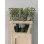 product/img.floraplaza.nl/122332-80-LIVE_fotos-0xA8383B0D8F7D921A82D37E25F40F4412E96D6114.jpg