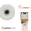 product/img.floraplaza.nl/122363-55-LIVE_fotos-0xB02C0854D4DC2272E93C3B3862C82DDBA3355F76.jpg