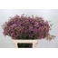 product/img.floraplaza.nl/122394-80-LIVE_fotos-0xF762F7720EA58E0D1B8594FF6A0F49C1D6E77E6E.jpg
