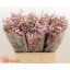 product/img.floraplaza.nl/122432-60-LIVE_fotos-0xF34480AED27BF376F5BA658767760DD35928F680.jpg