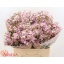 product/img.floraplaza.nl/122432-60-LIVE_fotos-0xF6F45F4F742EEF0D951FCEEBE7F3BFAE9B8D8B7C.jpg