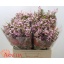 product/img.floraplaza.nl/122432-60-LIVE_fotos-0xFC5EF95AB49AF07FDFAB69ABF12A014209AC1AEA.jpg