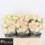 product/img.floraplaza.nl/122459-50-LIVE_fotos-0x2FED3CFB399D707F4B8659DB012C2A4313E08E9A.jpg