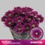 product/img.floraplaza.nl/122460-70-LIVE_fotos-0x248573007E89A48482D4EAEDB83AB1B3F49C3118.jpg