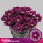 product/img.floraplaza.nl/122460-70-LIVE_fotos-0x4C16623EEB0C0E47CCEB183BC8A1EFA0AA70200D.jpg