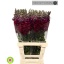 product/img.floraplaza.nl/12248-60-LIVE_fotos-0xF2274FBEDAC01F012F5DE2ADECA1EAC3B4E64683.jpg