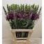 product/img.floraplaza.nl/12248-70-LIVE_fotos-0x4235A00C3CCCBE0C56A0473E8E51D3417C31D326.jpg