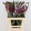product/img.floraplaza.nl/12248-75-LIVE_fotos-0xA154CDA346A5BF237DE9BA2DBB853B98752EDB98.jpg