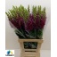 product/img.floraplaza.nl/12248-75-LIVE_fotos-0xA8387D027D1DD39FF3985C9C70C3E6F6AE0F264F.jpg