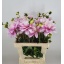 product/img.floraplaza.nl/122488-60-LIVE_fotos-0xCDC3B085D47F9BC3A9D412CE551C6668194A82B6.jpg