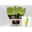 product/img.floraplaza.nl/12249-65-LIVE_fotos-0xDF4E8910CEA946BE98D2889C0E710E47AD83A3CB.jpg