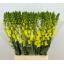 product/img.floraplaza.nl/12249-70-LIVE_fotos-0x6AF69FF76363FD80D53884B6995D874343DE812D.jpg