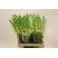 product/img.floraplaza.nl/12249-70-LIVE_fotos-0x85B17687CA76251645D88D0B766FCDCD5E33DCD1.jpg