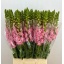 product/img.floraplaza.nl/12250-70-LIVE_fotos-0xC28FB510F187DF781BBE67B99EF1AF8BD6B40631.jpg