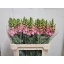 product/img.floraplaza.nl/12250-80-LIVE_fotos-0xDB4BDA299650CDFB76CEBB21F43EF372D50CE733.jpg