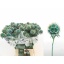 product/img.floraplaza.nl/122610-70-LIVE_fotos-0x88DDAA86A3DF535CC619180DBB8363738BFB0CFC.jpg