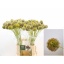 product/img.floraplaza.nl/122610-70-LIVE_fotos-0xBB63E7F3D22246BD21A97C33BDD77CE20D001B9A.jpg