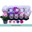 product/img.floraplaza.nl/122635-510-LIVE_fotos-0xD5A846B2182481670FD977E86621A21556E8169A.jpg
