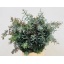 product/img.floraplaza.nl/12264-70-LIVE_fotos-0x3C653D0E7A2BCAFF39E45DD4125A20F641A077B2.jpg