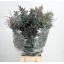 product/img.floraplaza.nl/12264-70-LIVE_fotos-0xA303D51ADEAE363BD8297DE4A87239902C4273D7.jpg