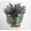product/img.floraplaza.nl/12264-70-LIVE_fotos-0xF4BFB2B3088986395666ED25C1D1BB1440260EA0.jpg