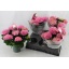 product/img.floraplaza.nl/122643-14-LIVE_fotos-0x0ADD533FB7054F38FE2C4C5CBCF84E767AAB77BF.jpg