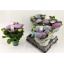 product/img.floraplaza.nl/122643-14-LIVE_fotos-0x4D7594879A11B1BF689C65D464D90801DDD9ABEA.jpg