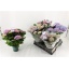 product/img.floraplaza.nl/122643-14-LIVE_fotos-0xA4E09225E5EDF307C819A20798E85B4CBE0ECD60.jpg