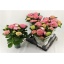 product/img.floraplaza.nl/122643-14-LIVE_fotos-0xC05650D16C9BDAA948F06A805FA7807C9B7459CD.jpg